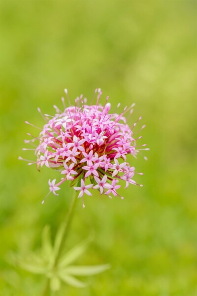 Klebrige rubie Phuopsis stylosa 5-10 Topf P9 Phuopsis stylosa