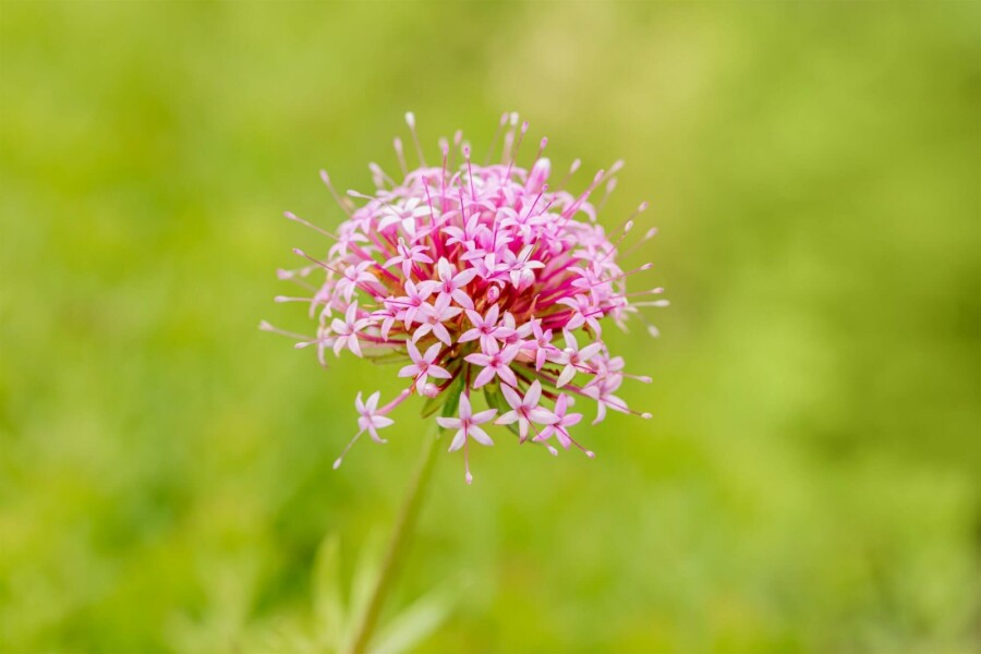 Klebrige rubie Phuopsis stylosa 5-10 Topf P9 Phuopsis stylosa