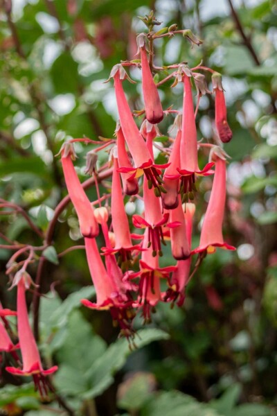 Kapfuchsie Phygelius capensis 5-10 Topf P9 Phygelius capensis