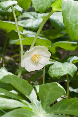 Entenfuß Podophyllum peltatum 5-10 Topf P9 Podophyllum peltatum
