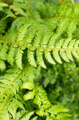 Dorniger schildfarn Polystichum aculeatum 5-10 Topf P9 Polystichum aculeatum