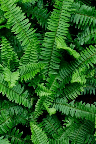 Schwertfarn Polystichum munitum 5-10 Topf P9 Polystichum munitum