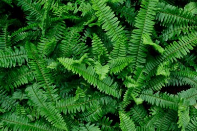 Schwertfarn Polystichum munitum 5-10 Topf P9 Polystichum munitum