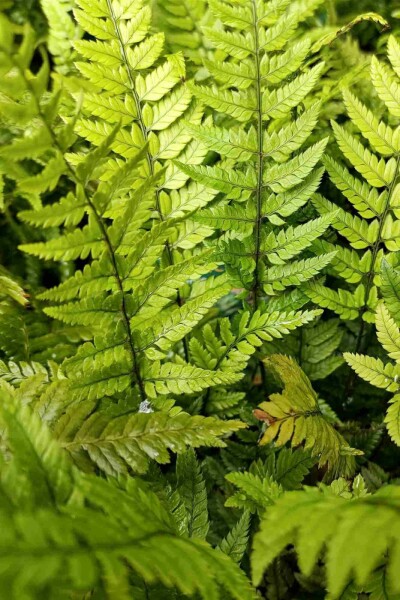 Japanischer schildfarn Polystichum tsussimense 5-10 Topf P9 Polystichum tsussimense