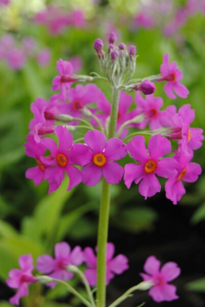 Chinesische primel Primula beesiana 5-10 Topf P9 Primula beesiana