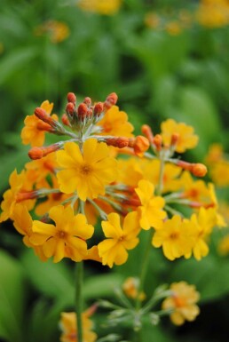 Bulley's schlüsselblume Primula bulleyana 5-10 Topf P9 Primula bulleyana