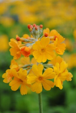 Bulley's schlüsselblume Primula bulleyana 5-10 Topf P9 Primula bulleyana