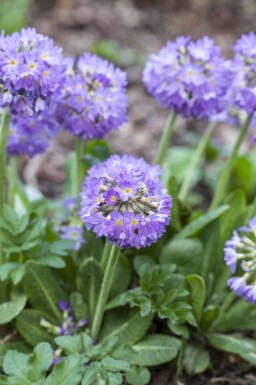 Kugeldistel Primula denticulata 5-10 Topf P9 Primula denticulata