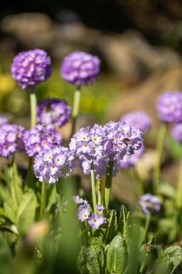 Kugeldistel Primula denticulata 5-10 Topf P9 Primula denticulata