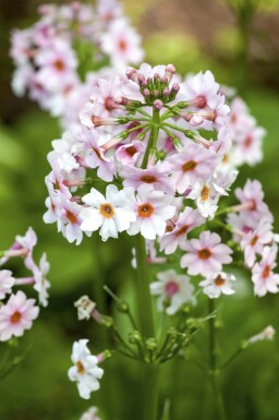 Siebolds primel Primula japonica 5-10 Topf P9 Primula japonica