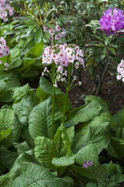 Siebolds primel Primula japonica 5-10 Topf P9 Primula japonica