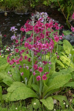 Mehlprimel Primula pulverulenta 5-10 Topf P9 Primula pulverulenta