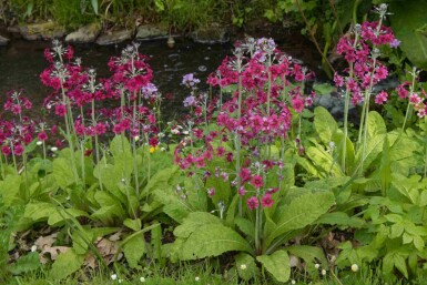 Mehlprimel Primula pulverulenta 5-10 Topf P9 Primula pulverulenta