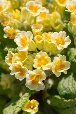 Schlüsselblume Primula veris 5-10 Topf P9 Primula veris