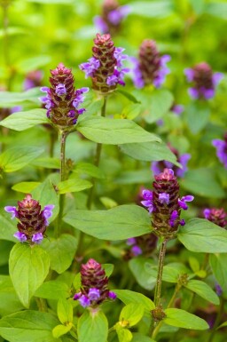 Kleine braunelle Prunella vulgaris 5-10 Topf P9 Prunella vulgaris