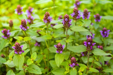 Kleine braunelle Prunella vulgaris 5-10 Topf P9 Prunella vulgaris