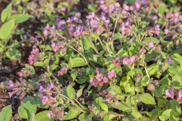 Echtes Lungenkraut Pulmonaria officinalis 5-10 Topf P9 Pulmonaria officinalis