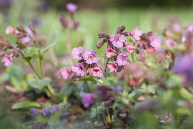 Echtes Lungenkraut Pulmonaria officinalis 5-10 Topf P9 Pulmonaria officinalis