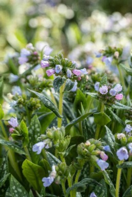 Großgeflecktes Lungenkraut Pulmonaria saccharata 'Opal' 5-10 Topf P9 Pulmonaria saccharata 'Opal'