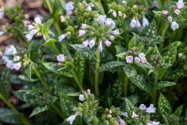 Großgeflecktes Lungenkraut Pulmonaria saccharata 'Opal' 5-10 Topf P9 Pulmonaria saccharata 'Opal'