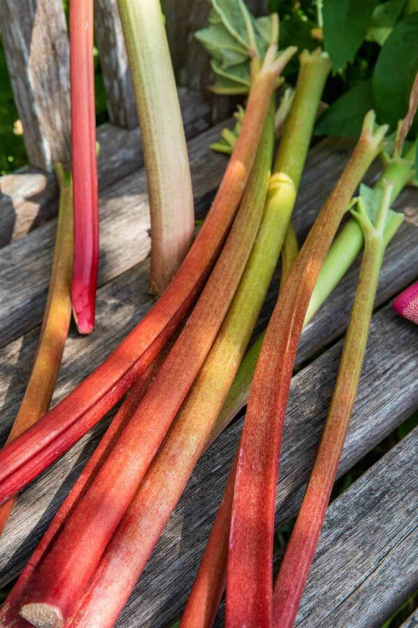 Rhabarber Rheum rhabarbarum 5-10 Topf P9 Rheum rhabarbarum