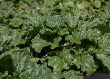 Rhabarber Rheum rhabarbarum 5-10 Topf P9 Rheum rhabarbarum