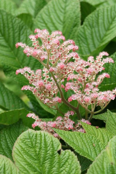 Kastanienblatt Rodgersia henrici 5-10 Topf P9 Rodgersia henrici