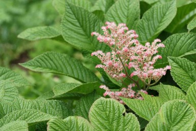 Kastanienblatt Rodgersia henrici 5-10 Topf P9 Rodgersia henrici
