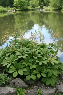 Schaublatt Rodgersia pinnata 5-10 Topf P9 Rodgersia pinnata