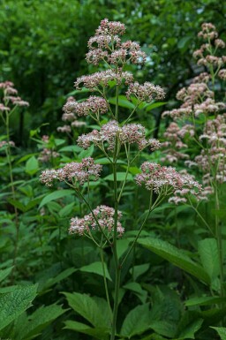 Schaublatt Rodgersia pinnata 'Superba' 5-10 Topf P9 Rodgersia pinnata 'Superba'