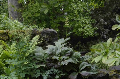 Fingerblättrige schaublatt Rodgersia podophylla 5-10 Topf P9 Rodgersia podophylla