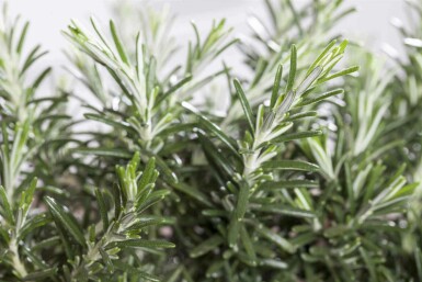 Rosmarin Rosmarinus officinalis 'Prostratus' 5-10 Topf P9 Rosmarinus officinalis 'Prostratus'