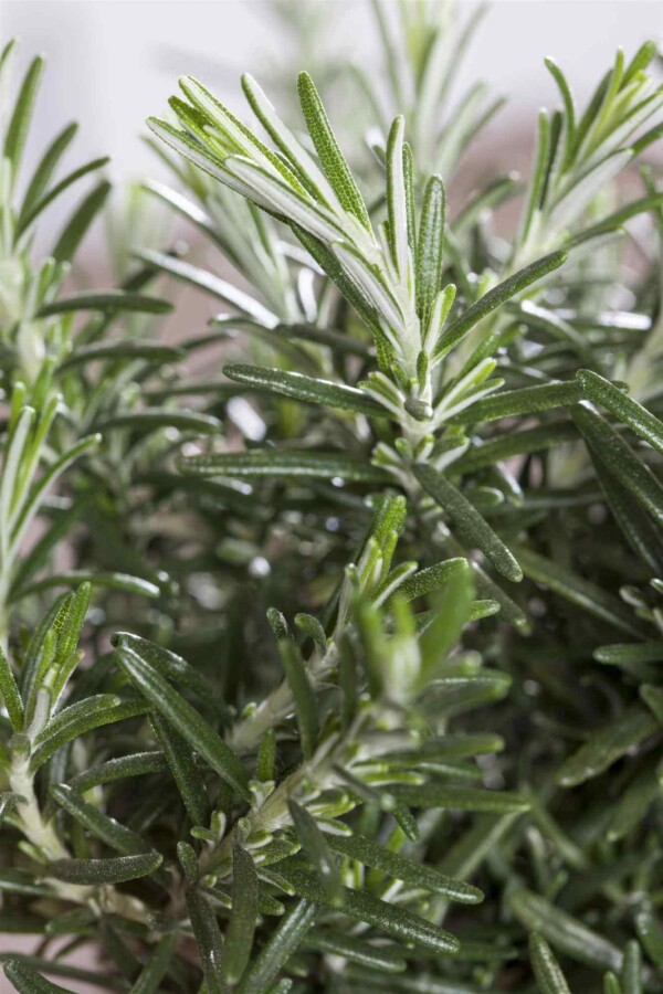 Rosmarin Rosmarinus officinalis 'Prostratus' 5-10 Topf P9 Rosmarinus officinalis 'Prostratus'