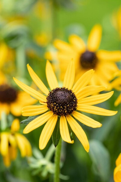 Sonnenhut Rudbeckia fulgida 'Little Goldstar' 5-10 Topf P9 Rudbeckia fulgida 'Little Goldstar'