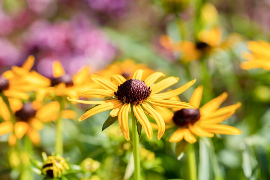 Sonnenhut Rudbeckia fulgida 'Little Goldstar' 5-10 Topf P9 Rudbeckia fulgida 'Little Goldstar'