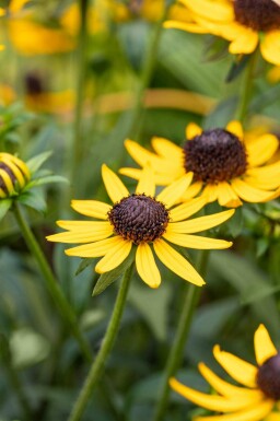 Sonnenhut Rudbeckia fulgida 'Little Goldstar' 5-10 Topf P9 Rudbeckia fulgida 'Little Goldstar'