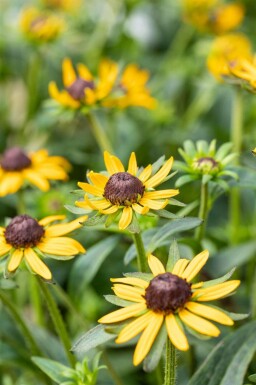 Sonnenhut Rudbeckia fulgida 'Little Goldstar' 5-10 Topf P9 Rudbeckia fulgida 'Little Goldstar'