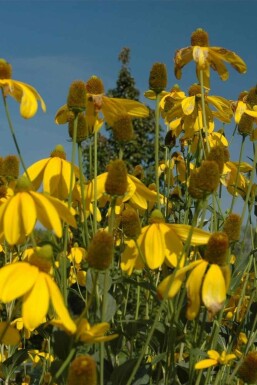 Sonnenhut Rudbeckia nitida 'Herbstsonne' 5-10 Topf P9 Rudbeckia nitida 'Herbstsonne'