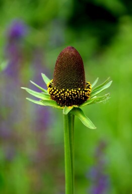 GrĂŒne sonnenhut Rudbeckia occidentalis 'Green Wizard' 5-10 Topf P9 Rudbeckia occidentalis 'Green Wizard'