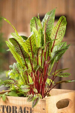 Blutampfer Rumex sanguineus 5-10 Topf P9 Rumex sanguineus