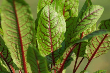 Blutampfer Rumex sanguineus 5-10 Topf P9 Rumex sanguineus