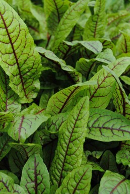 Blutampfer Rumex sanguineus 5-10 Topf P9 Rumex sanguineus