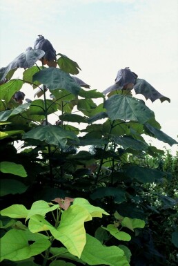 Blut-Trompetenbaum Catalpa erubescens 'Purpurea' Topf Catalpa × erubescens 'Purpurea'