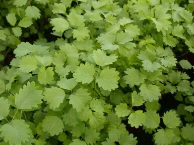 Pimpinelle Sanguisorba minor 5-10 Topf P9 Sanguisorba minor