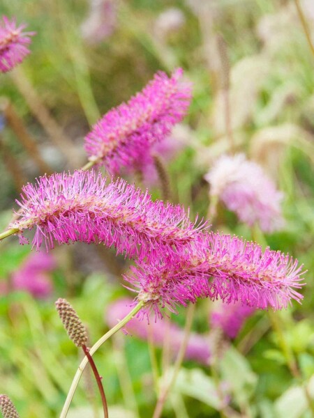 Kleine wiesenknopf Sanguisorba obtusa 5-10 Topf P9 Sanguisorba obtusa