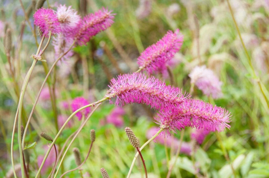 Kleine wiesenknopf Sanguisorba obtusa 5-10 Topf P9 Sanguisorba obtusa