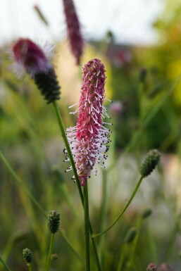 Blutwurz Sanguisorba officinalis 'Pink Tanna' 5-10 Topf P9 Sanguisorba officinalis 'Pink Tanna'