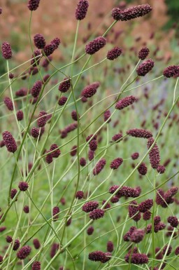 Blutwurz Sanguisorba officinalis 'Red Thunder' 5-10 Topf P9 Sanguisorba officinalis 'Red Thunder'