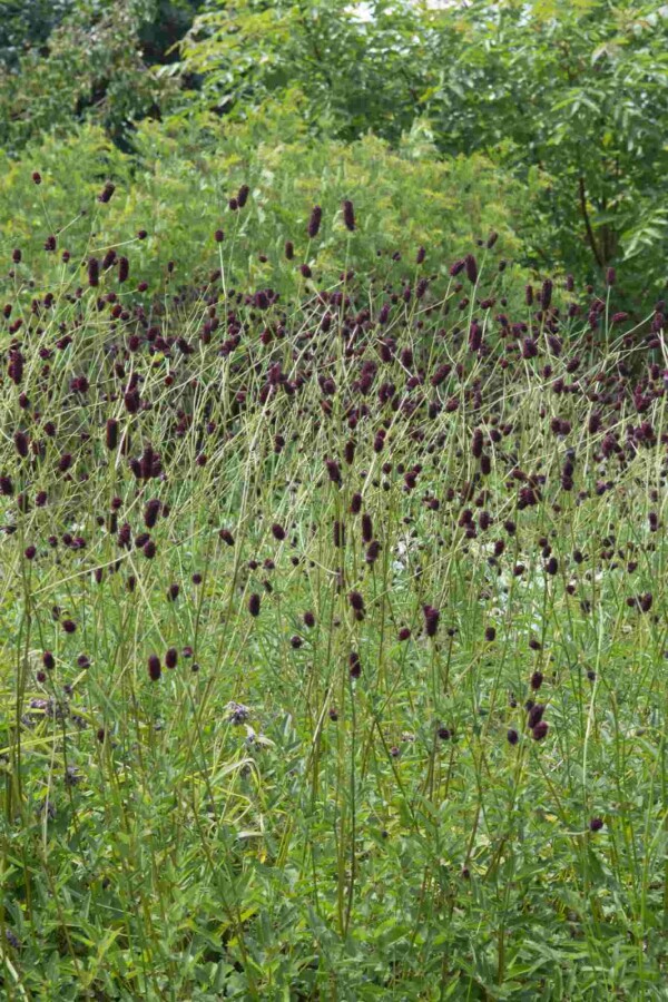 Blutwurz Sanguisorba officinalis 'Red Thunder' 5-10 Topf P9 Sanguisorba officinalis 'Red Thunder'