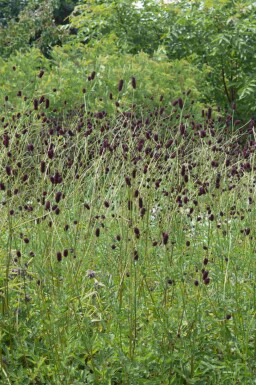 Blutwurz Sanguisorba officinalis 'Red Thunder' 5-10 Topf P9 Sanguisorba officinalis 'Red Thunder'